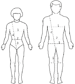 About Body Measurements